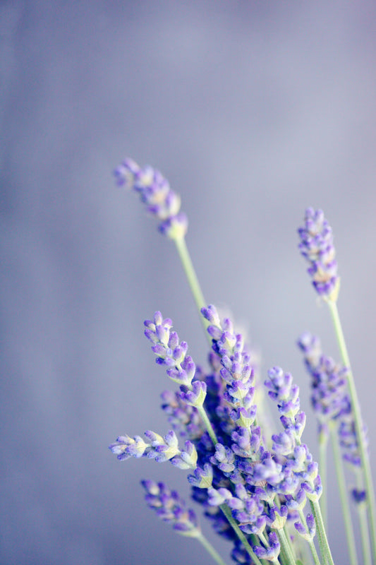 PRETTY LAVENDER WAX MELTS