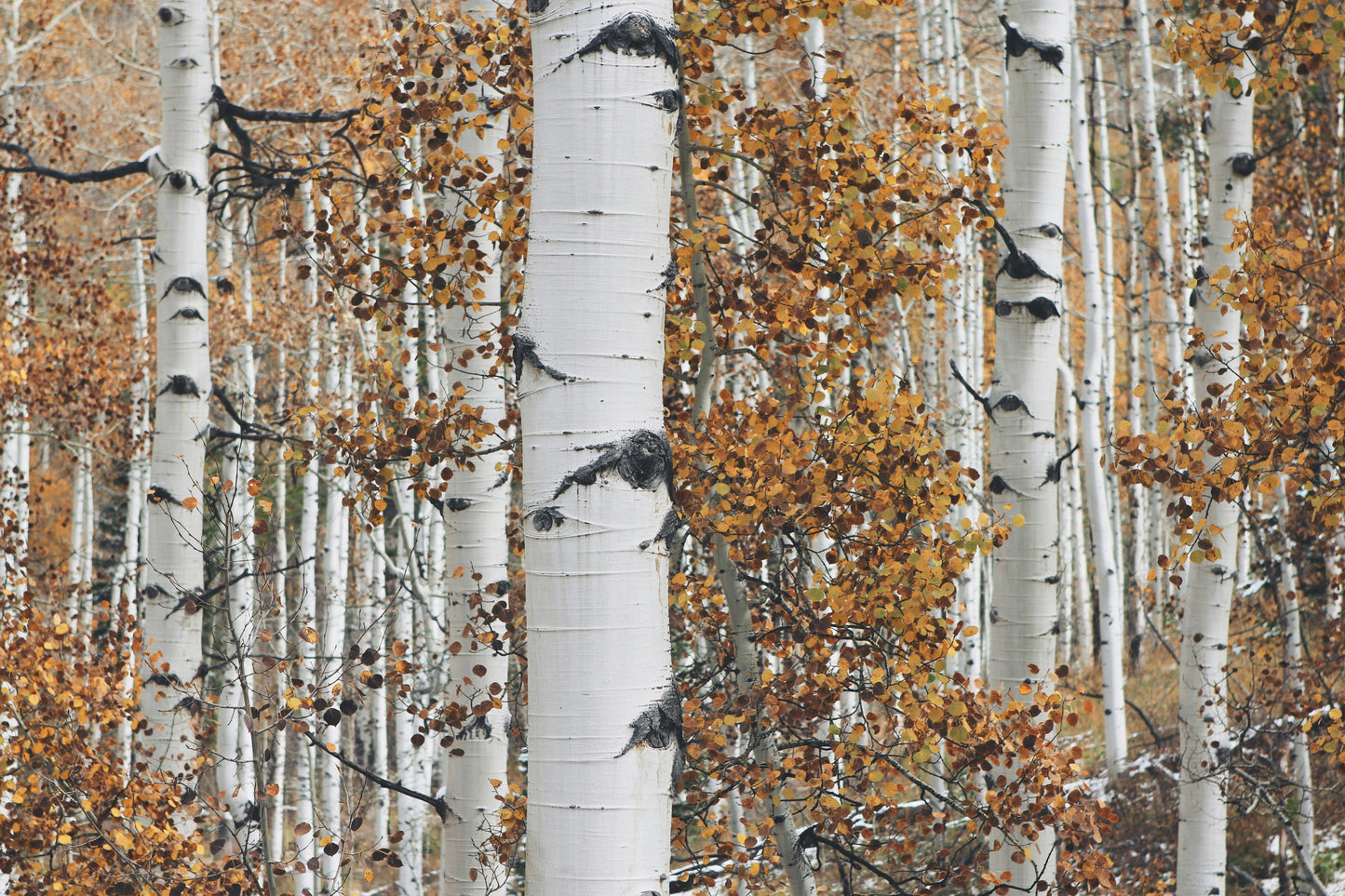 VANILLA BIRCH AIR FRESHENER